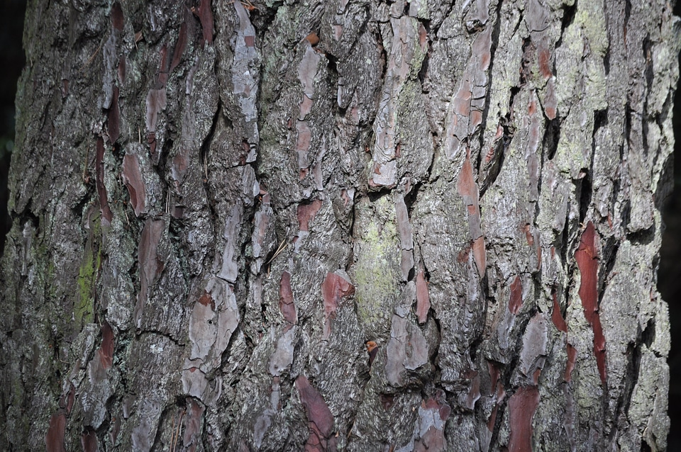 Background wood texture