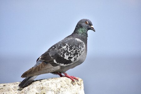 Paloma birds tenerife photo