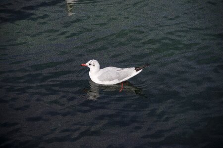 Bird sea water