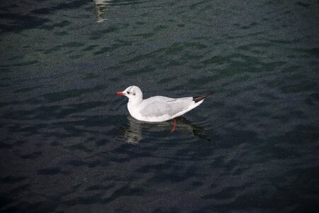 Bird sea water photo