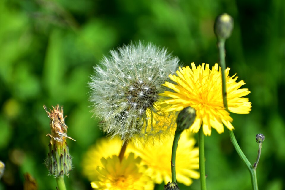 Landscape flowering plant dandelion