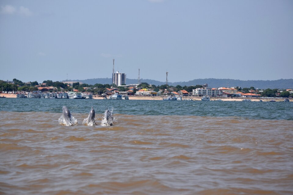Brazil boto dolphin