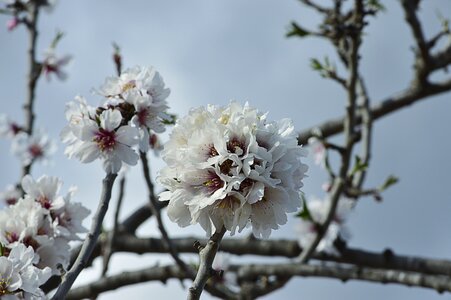 Flowering almond tree flowers photo