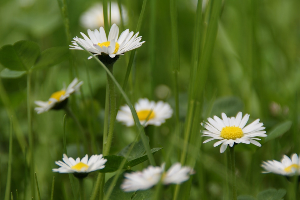 Daisy meadow nature green