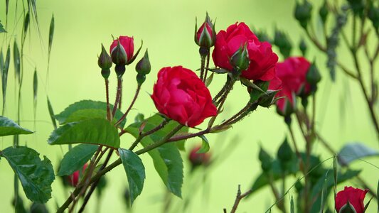 Garden love nature