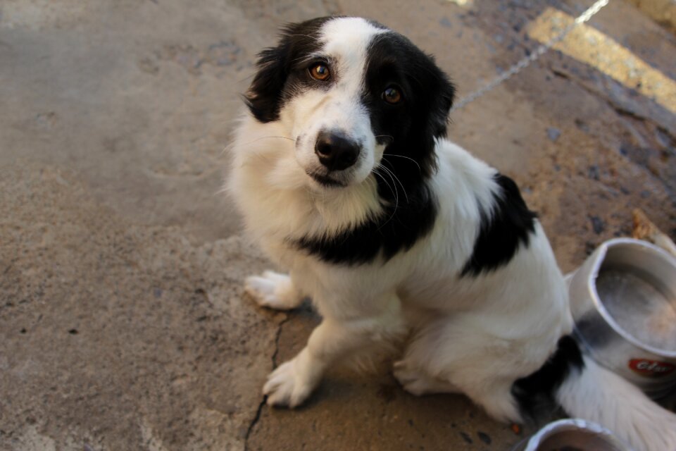 Friend domestic animals pet animal
