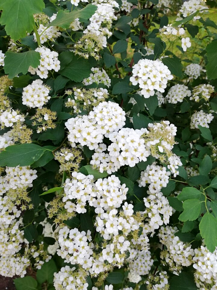 Spring may nature