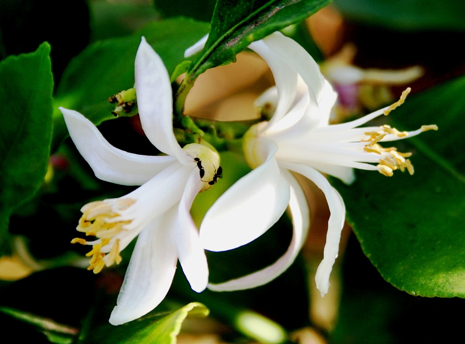 Pretty stamen petals