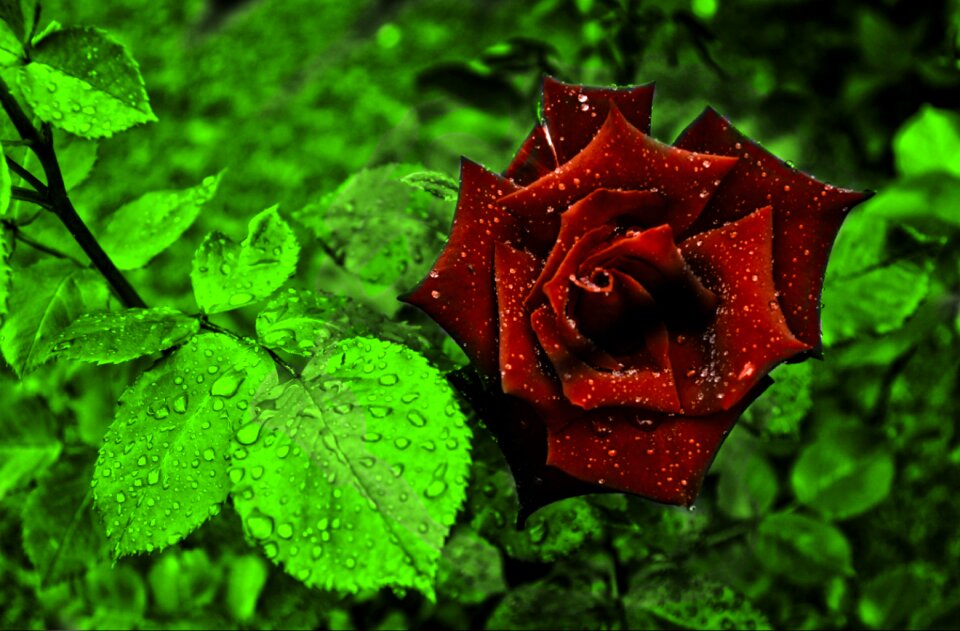 Bloom rain green