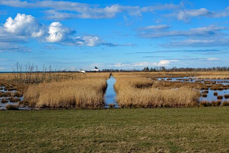 Fischland-darss zingst reed photo