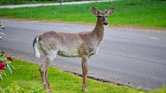Animal mammal