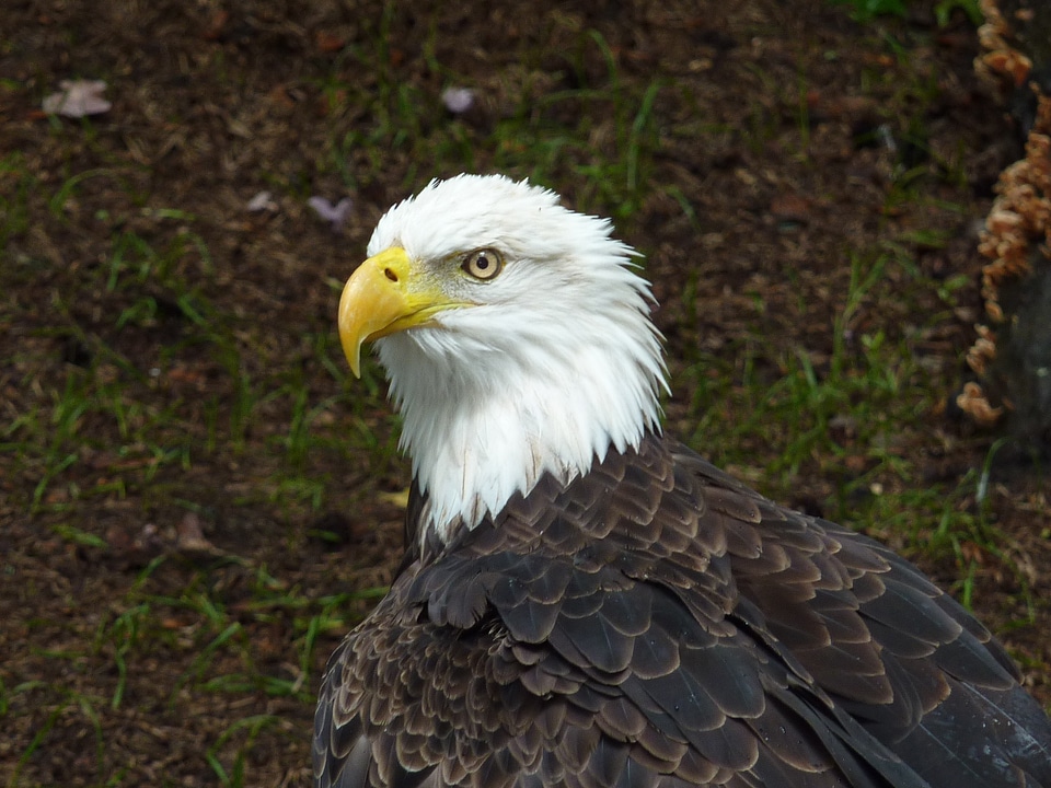 Usa coat of arms coat of arms of bird