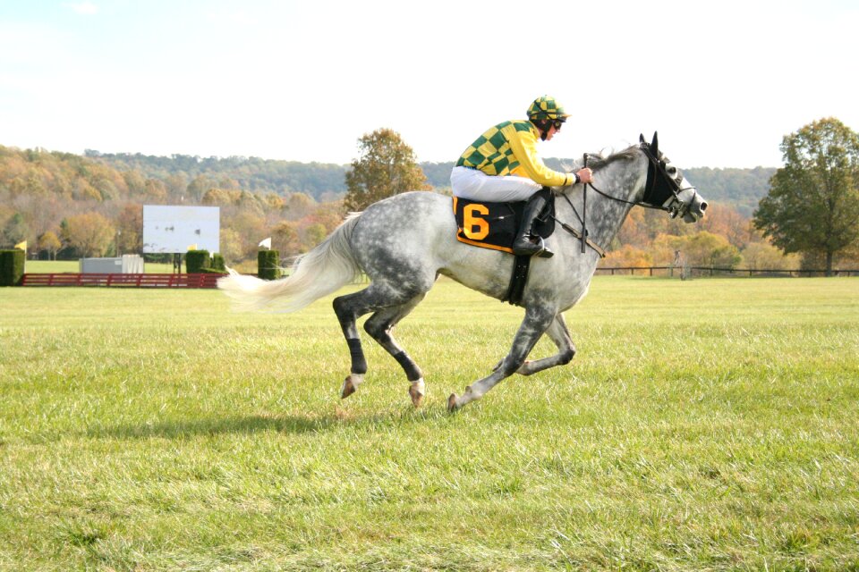 Equestrian gray mammal photo