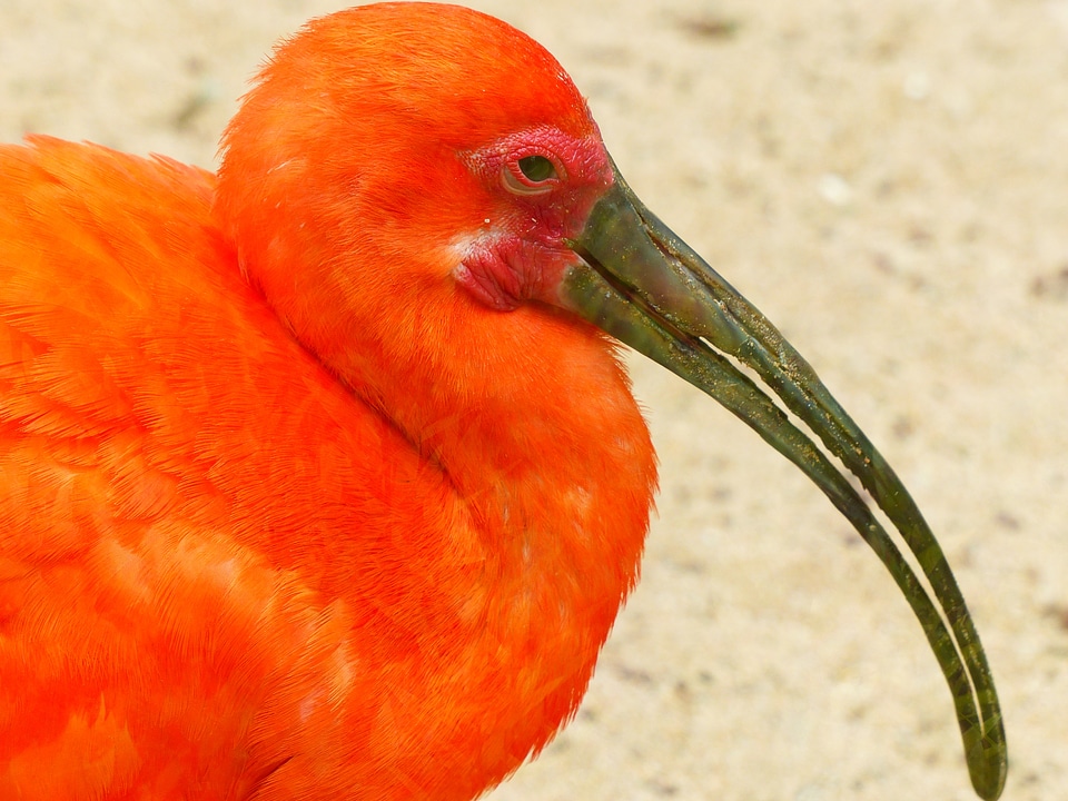 Bright red orange colorful
