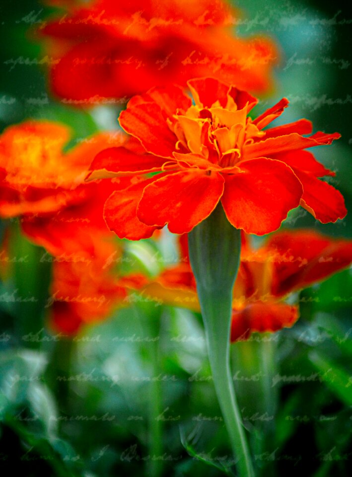 Garden blossom petal