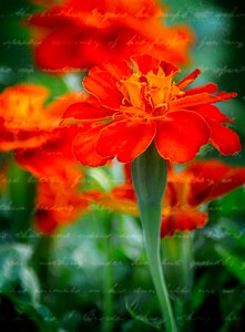 Garden blossom petal