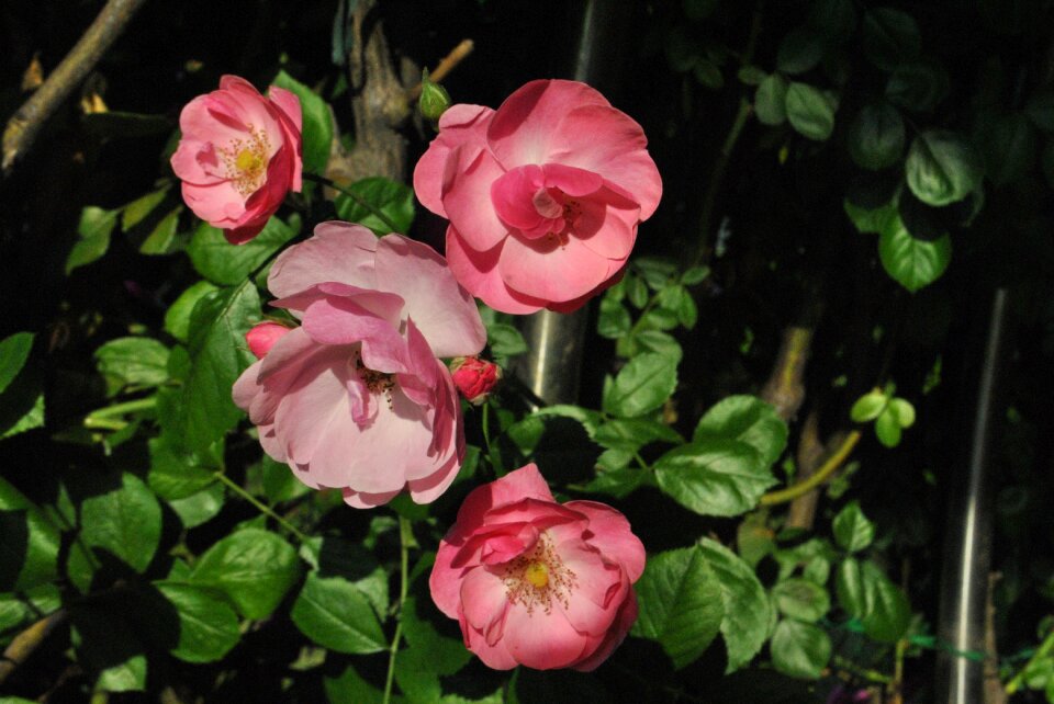 Flowers plants pink roses