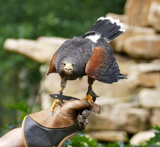Access nature plumage
