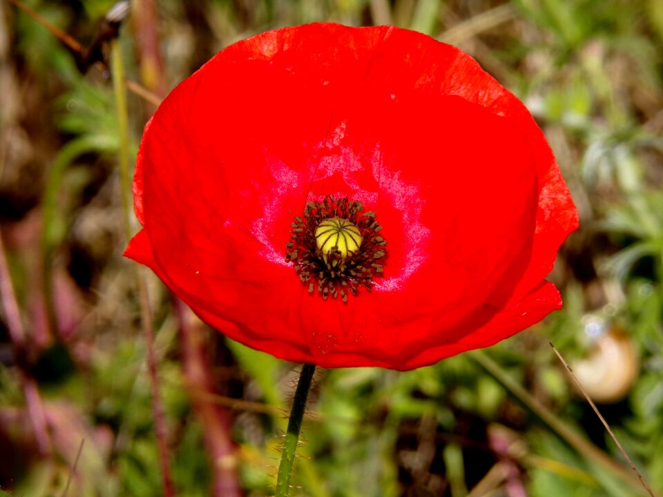 Red wild flower fields