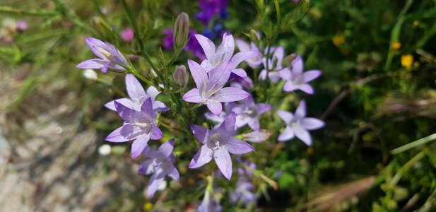 Botany bell purple morning glory