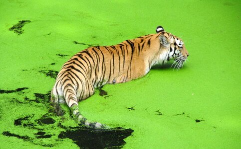 Zoo tiger predator photo