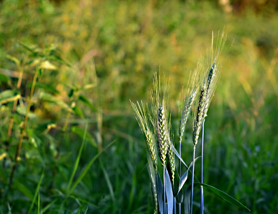 Nature harvest macro