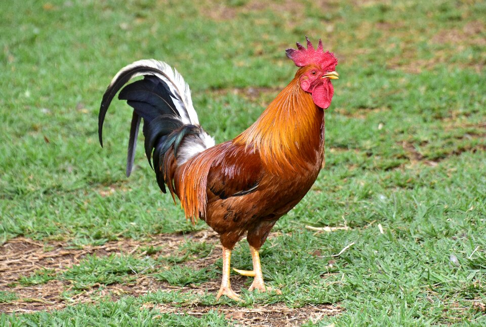 Crest feathers young cock