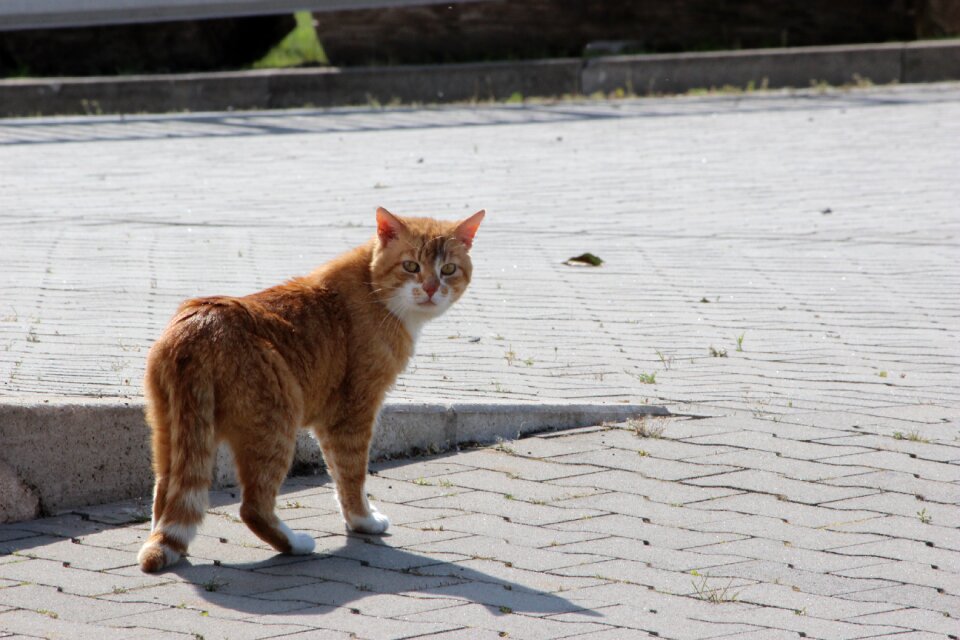Mieze red tomcat domestic cat