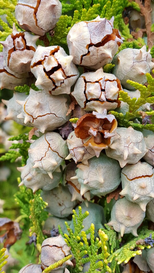 Flavor biology nature