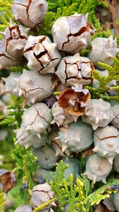 Flavor biology nature