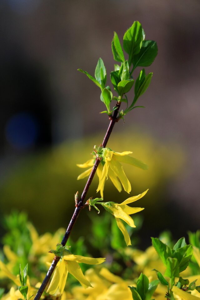Colors yellow green