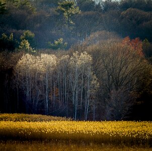 Summer landscape