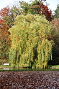 Weeping willow park bank