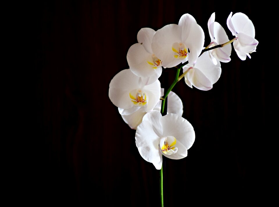 Room flower plant macro
