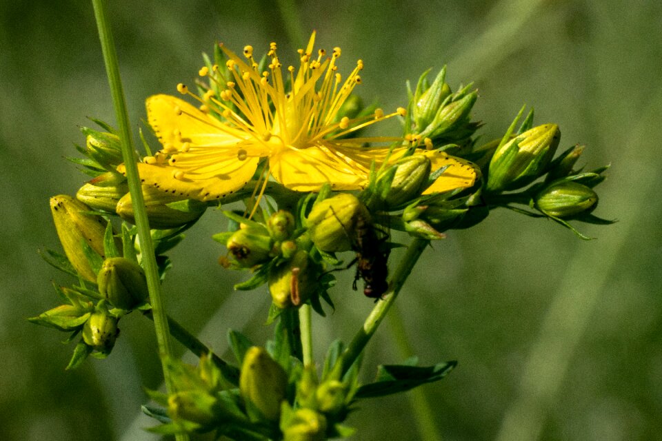 Yellow wild flowers pointed flower flower photo