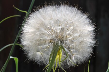 Fluff of a dandelion macro photography fluffy dandelion