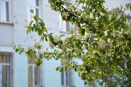 Tree nature flowers photo