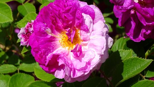 Beautiful large flowers plant photo