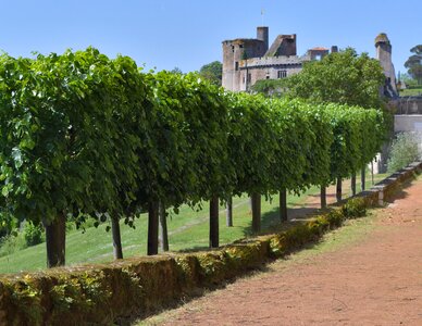 Garden muret row of trees