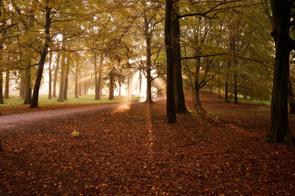 Season forest nature