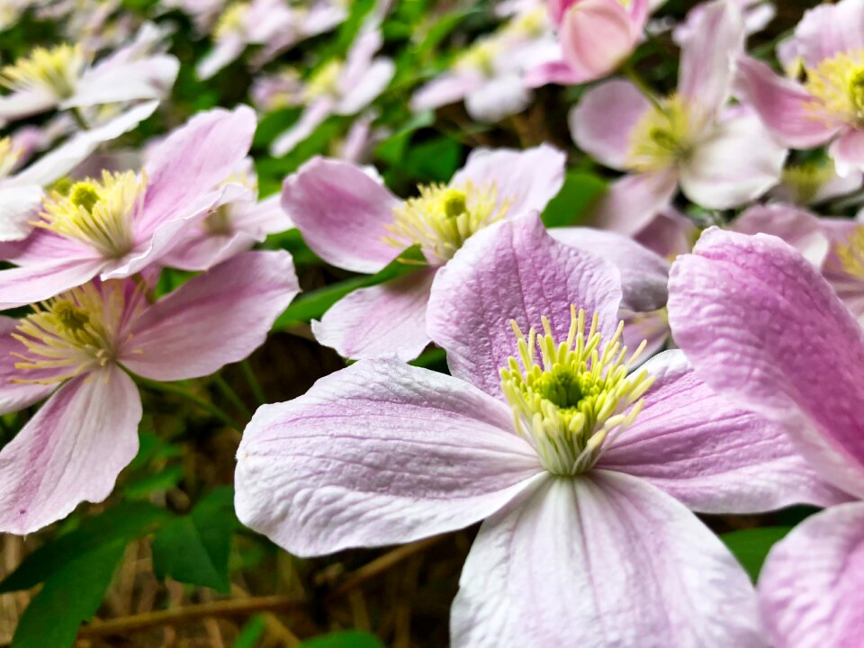 Blossom bloom climber plant