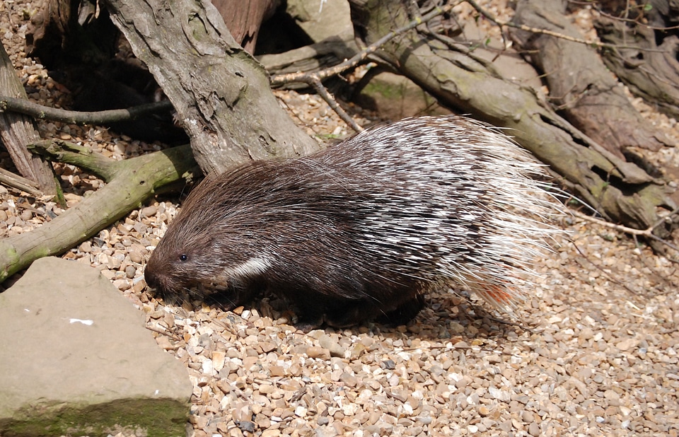 Quills rodent herbivore