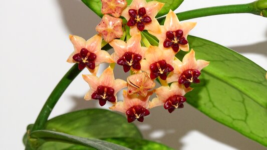 Flowers houseplant potted flower