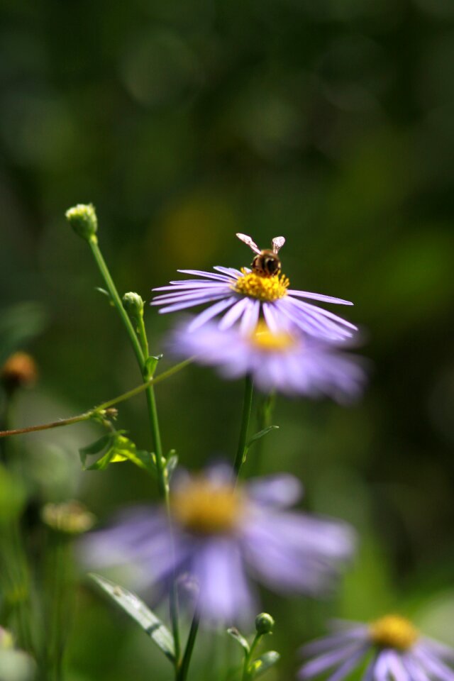 Wildflower behold forest
