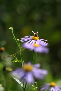 Wildflower behold forest