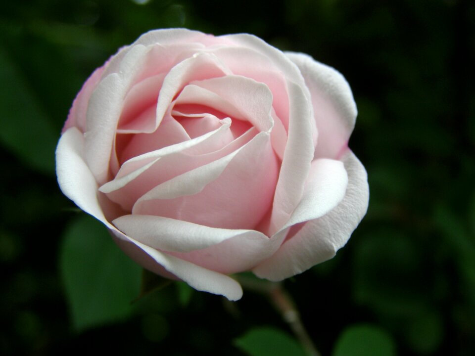 Rose blooms rose bloom blossom