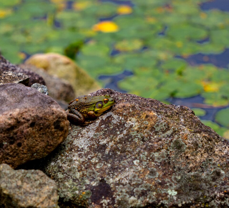 Aquatic garden zen