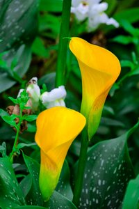 Flower beauty green