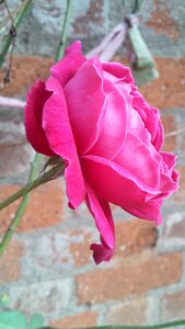 Rose leaf summer