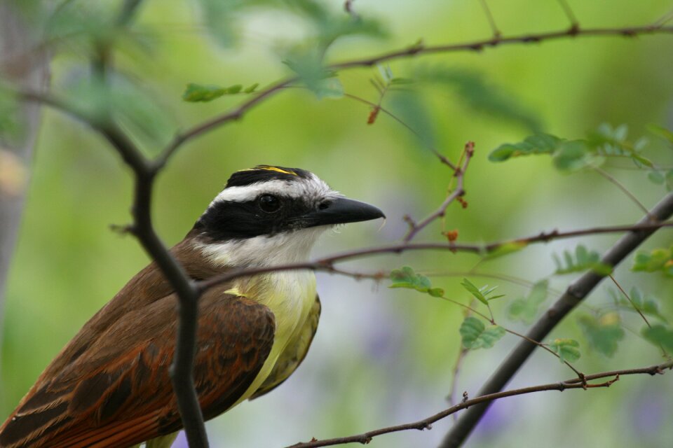 Cute tropical bird exotic bird photo